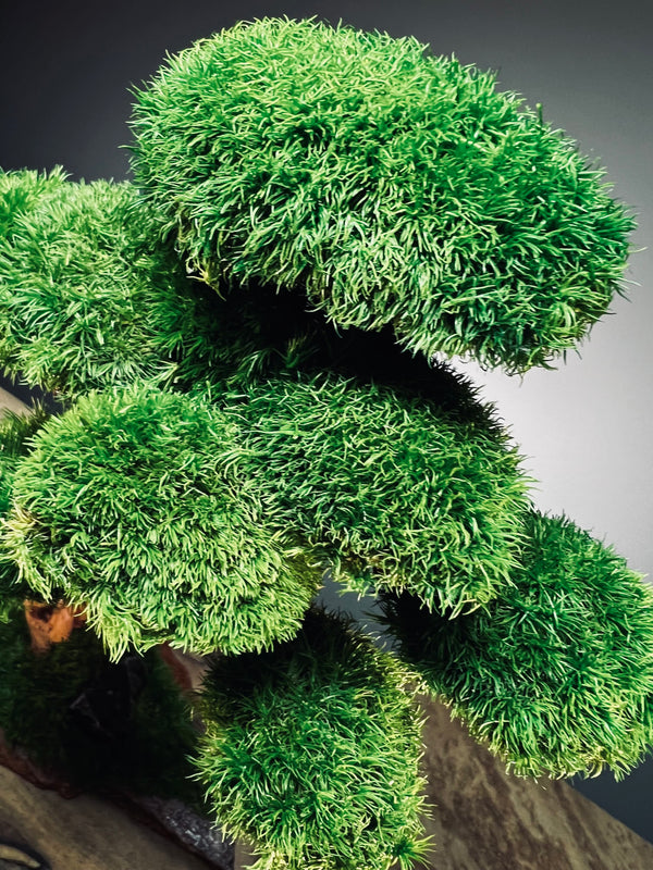 Greenwood - Maverick - Smaller (Preserved Plants)