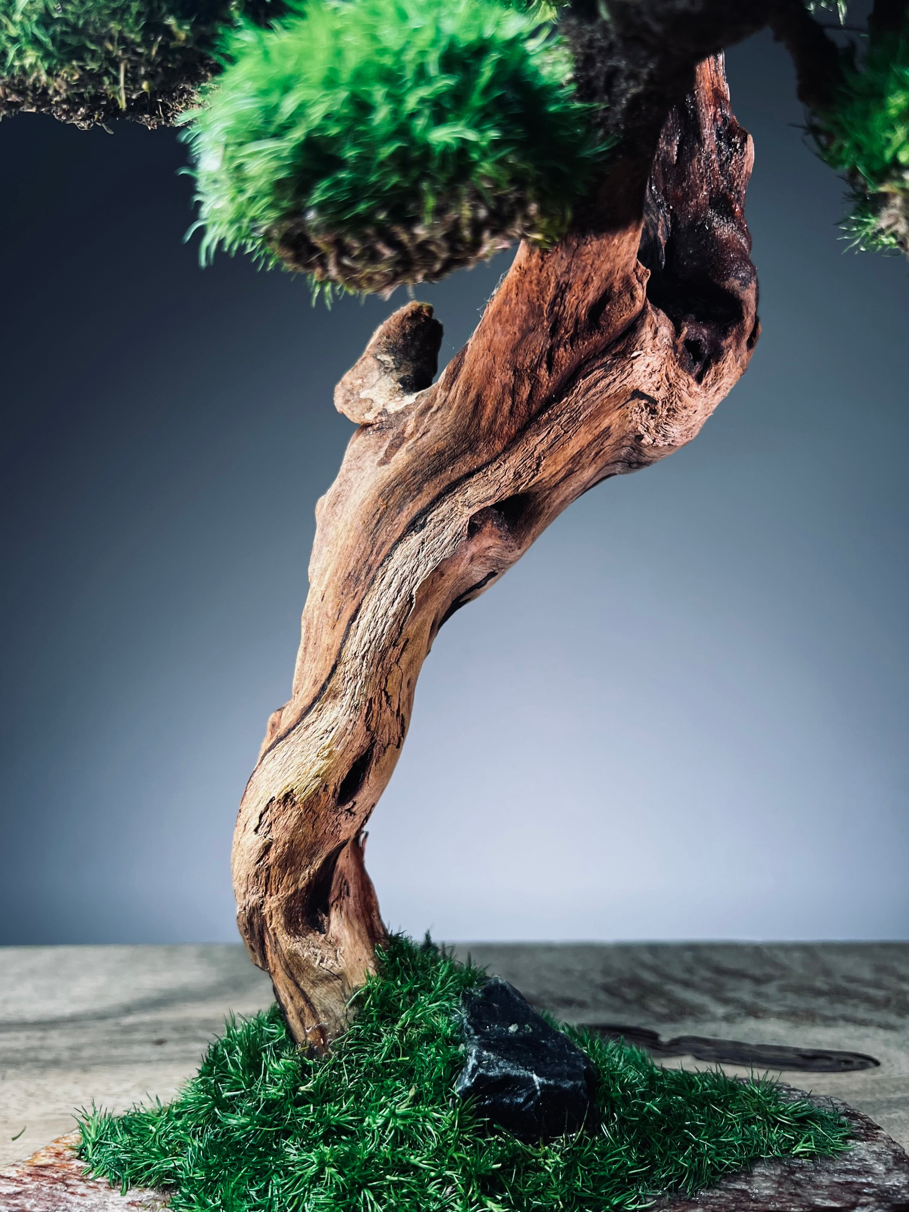 Greenwood - Maverick - Smaller (Preserved Plants)