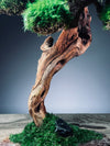 Greenwood - Maverick - Smaller (Preserved Plants)