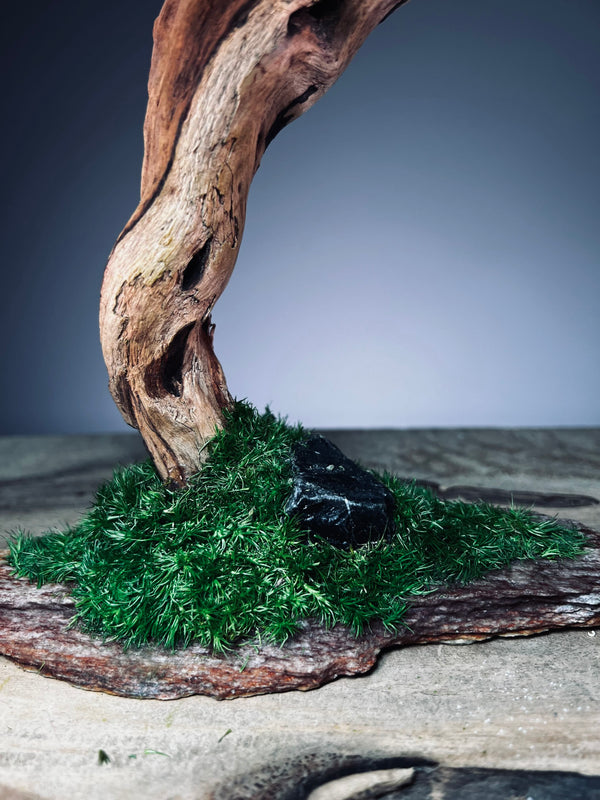 Greenwood - Maverick - Smaller (Preserved Plants)