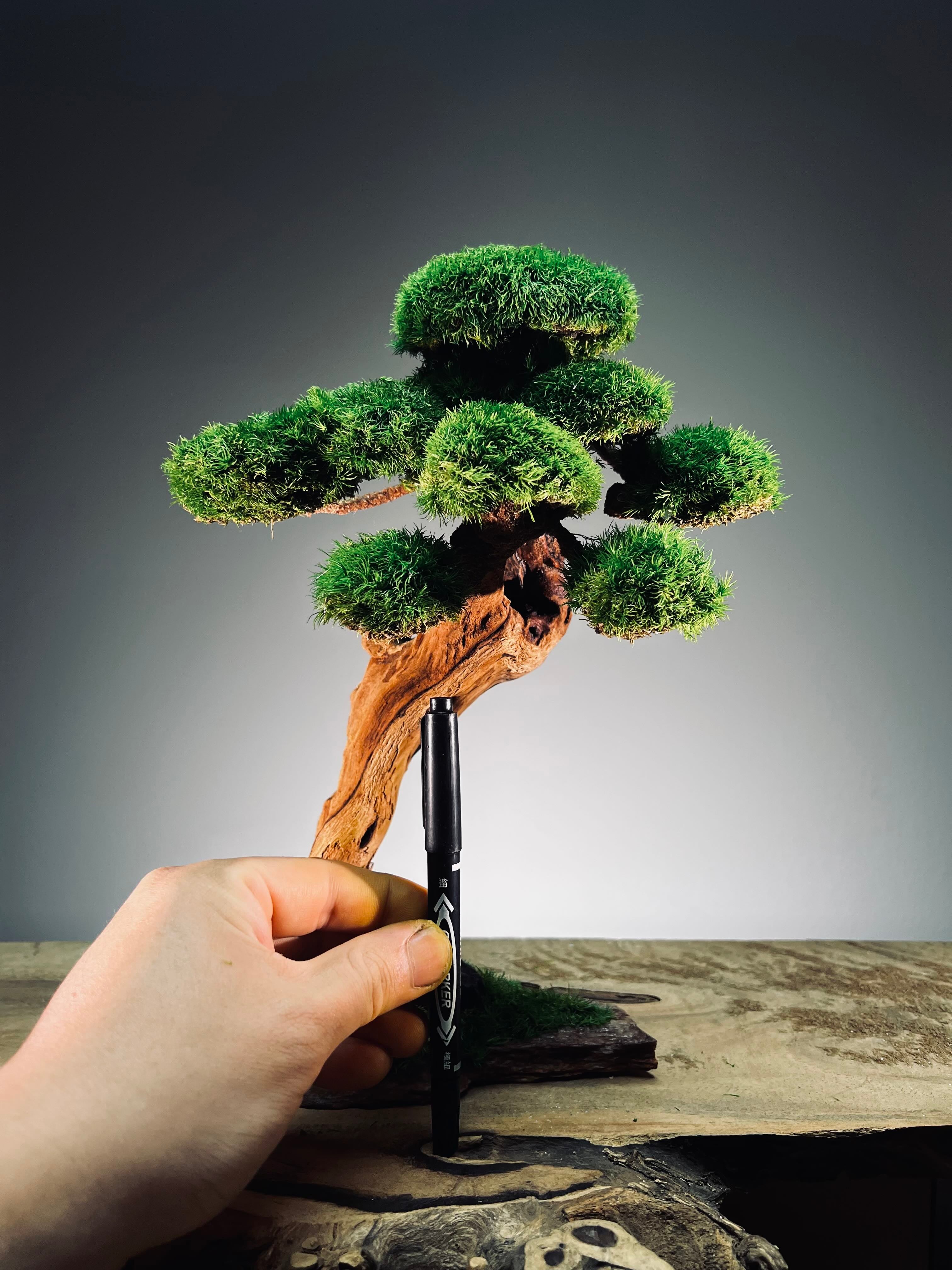 Greenwood - Maverick - Smaller (Preserved Plants)