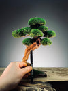 Greenwood - Maverick - Smaller (Preserved Plants)