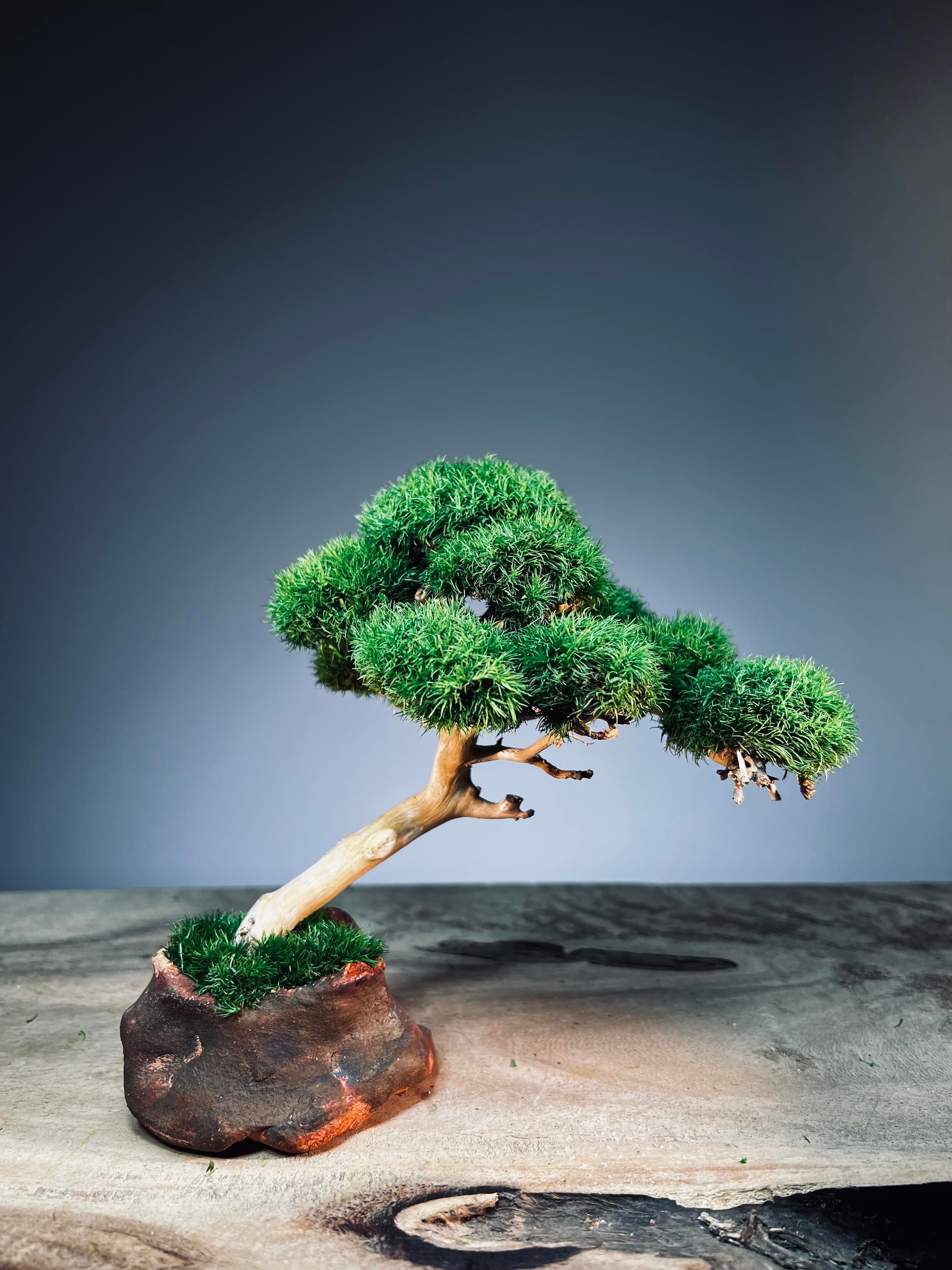 A Small Tree in the East - Classics (Preserved Plants)