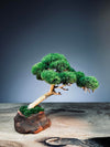 A Small Tree in the East - Classics (Preserved Plants)