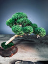 A Small Tree in the East - Classics (Preserved Plants)