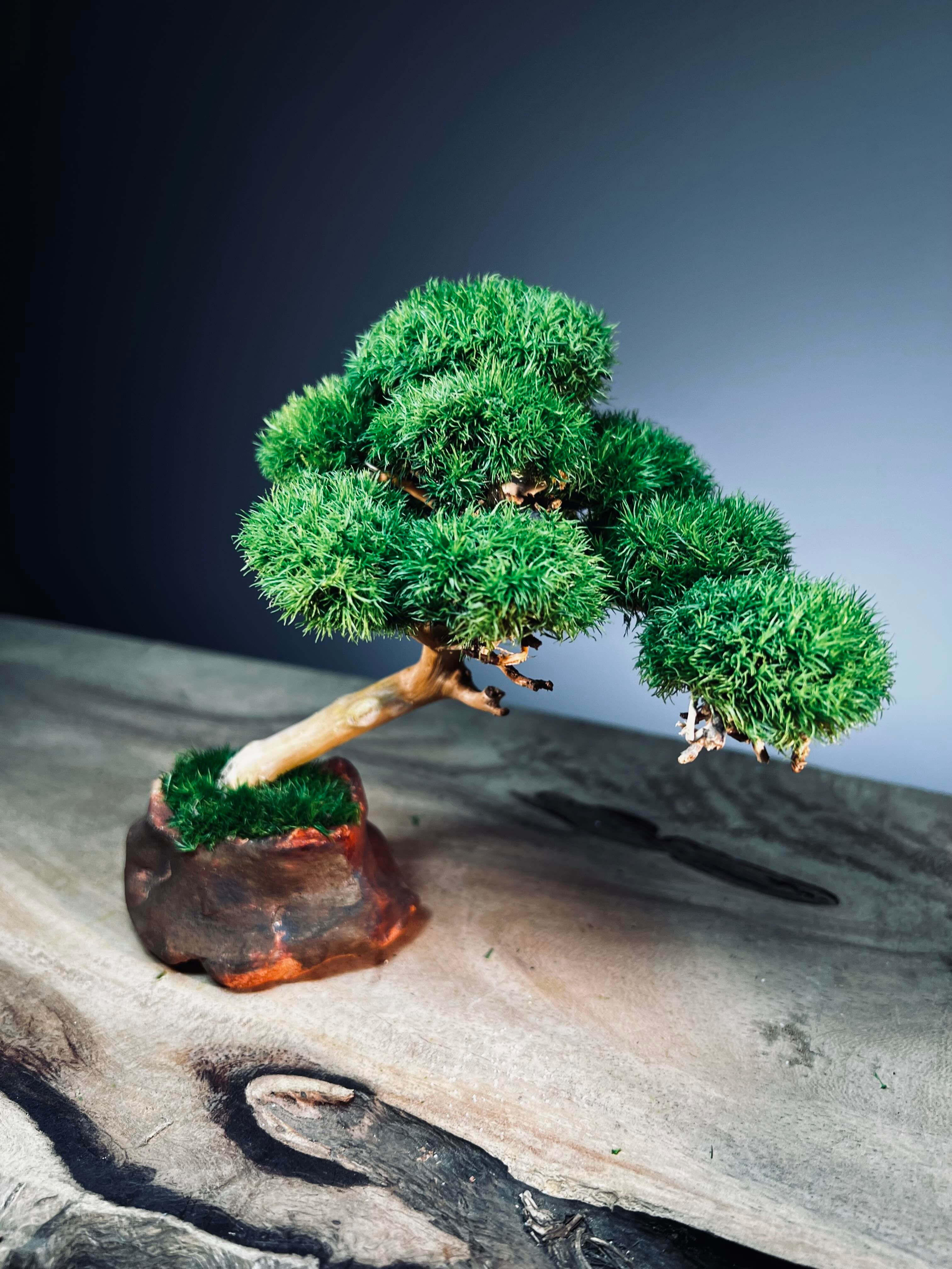 A Small Tree in the East - Classics (Preserved Plants)