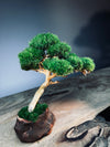 A Small Tree in the East - Classics (Preserved Plants)