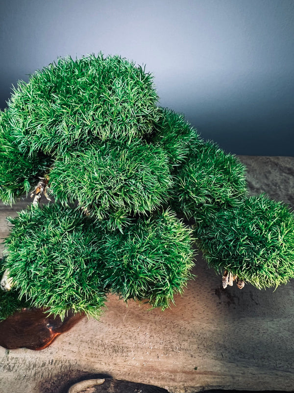 A Small Tree in the East - Classics (Preserved Plants)