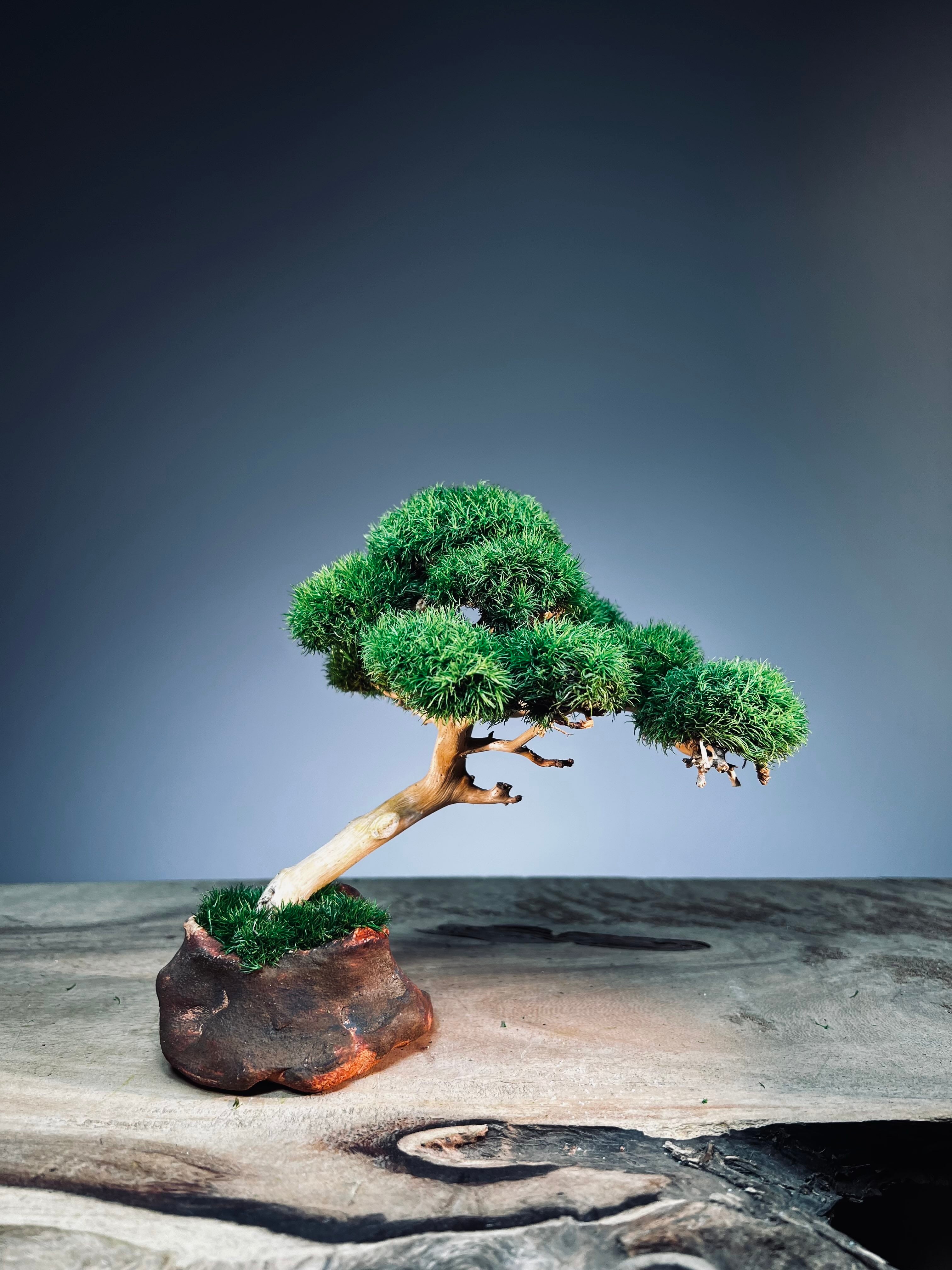 A Small Tree in the East - Classics (Preserved Plants)