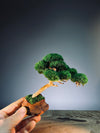 A Small Tree in the East - Classics (Preserved Plants)