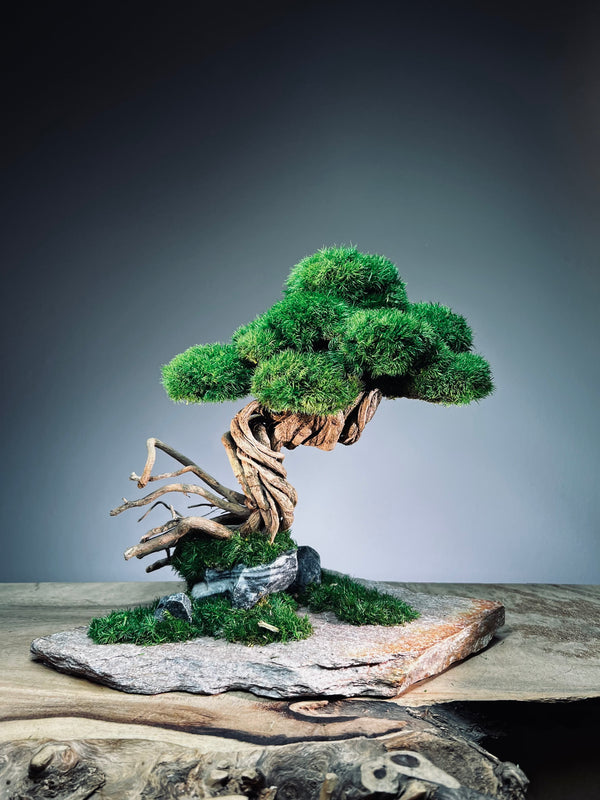 Rise - Stormy Hill edition (Preserved Plants)