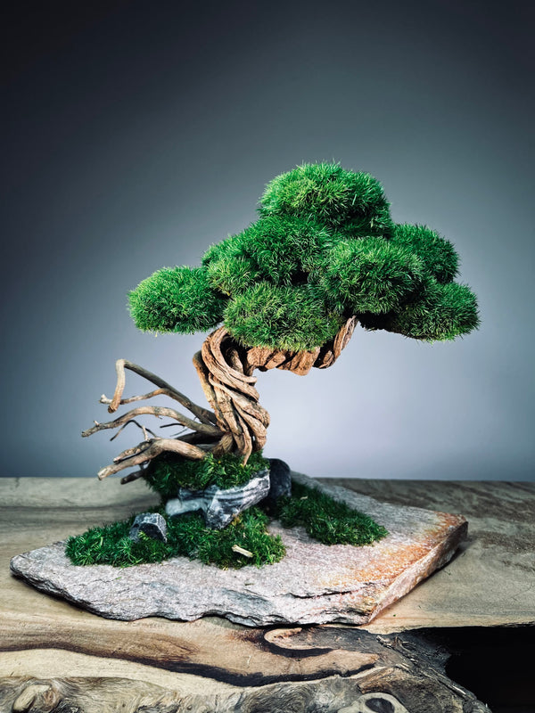 Rise - Stormy Hill edition (Preserved Plants)