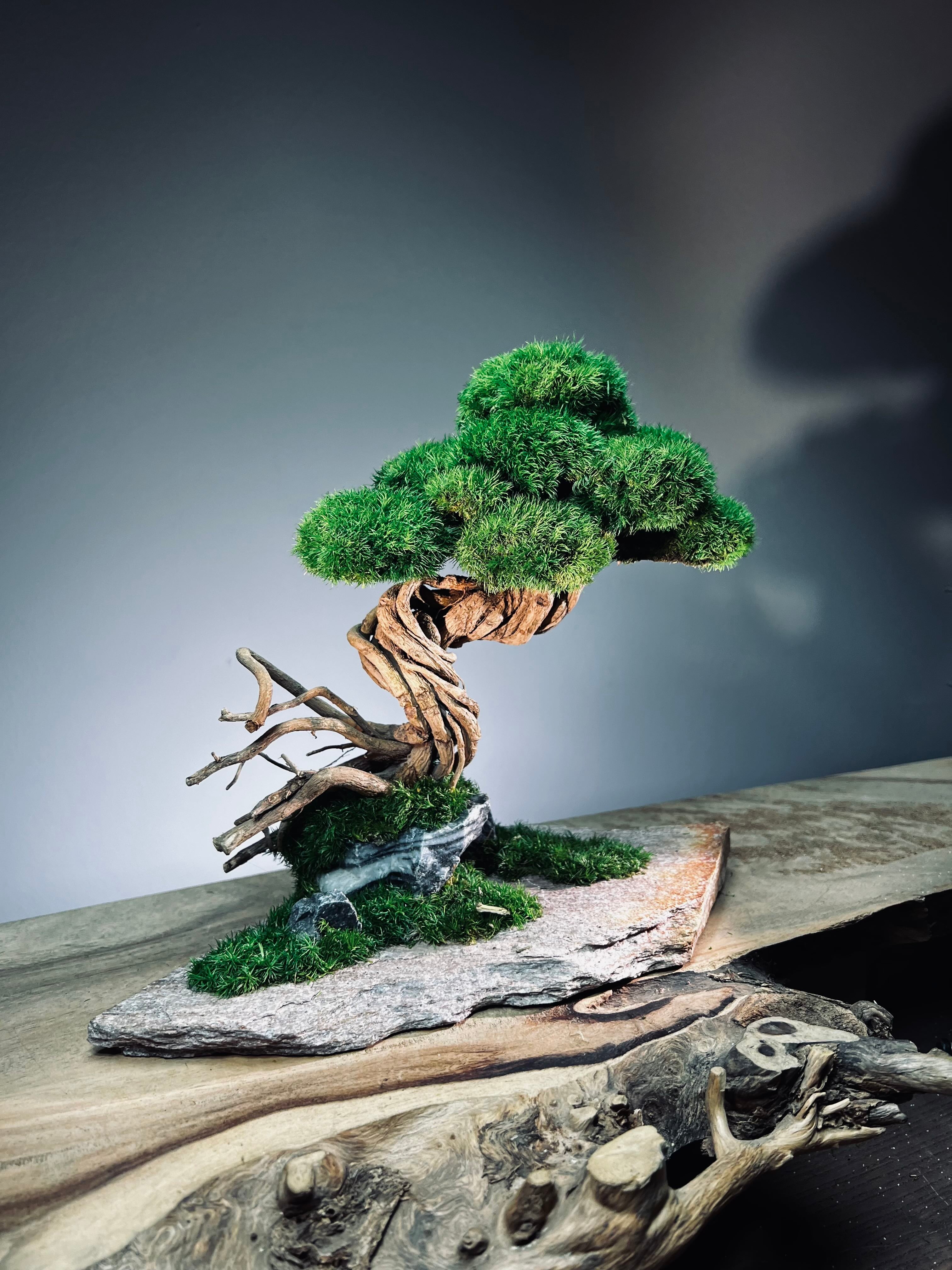Rise - Stormy Hill edition (Preserved Plants)