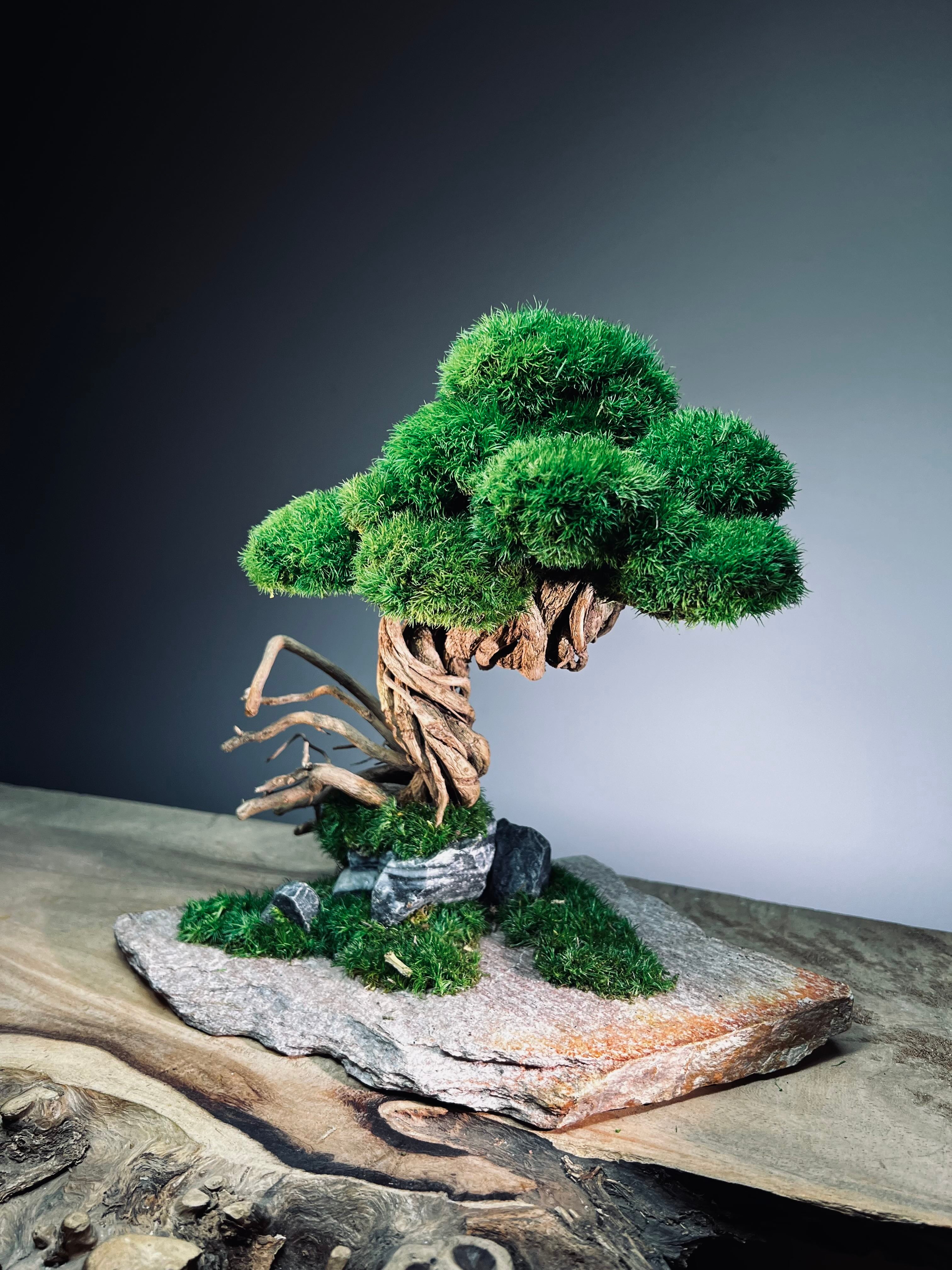 Rise - Stormy Hill edition (Preserved Plants)