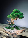 Rise - Stormy Hill edition (Preserved Plants)