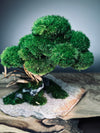 Rise - Stormy Hill edition (Preserved Plants)
