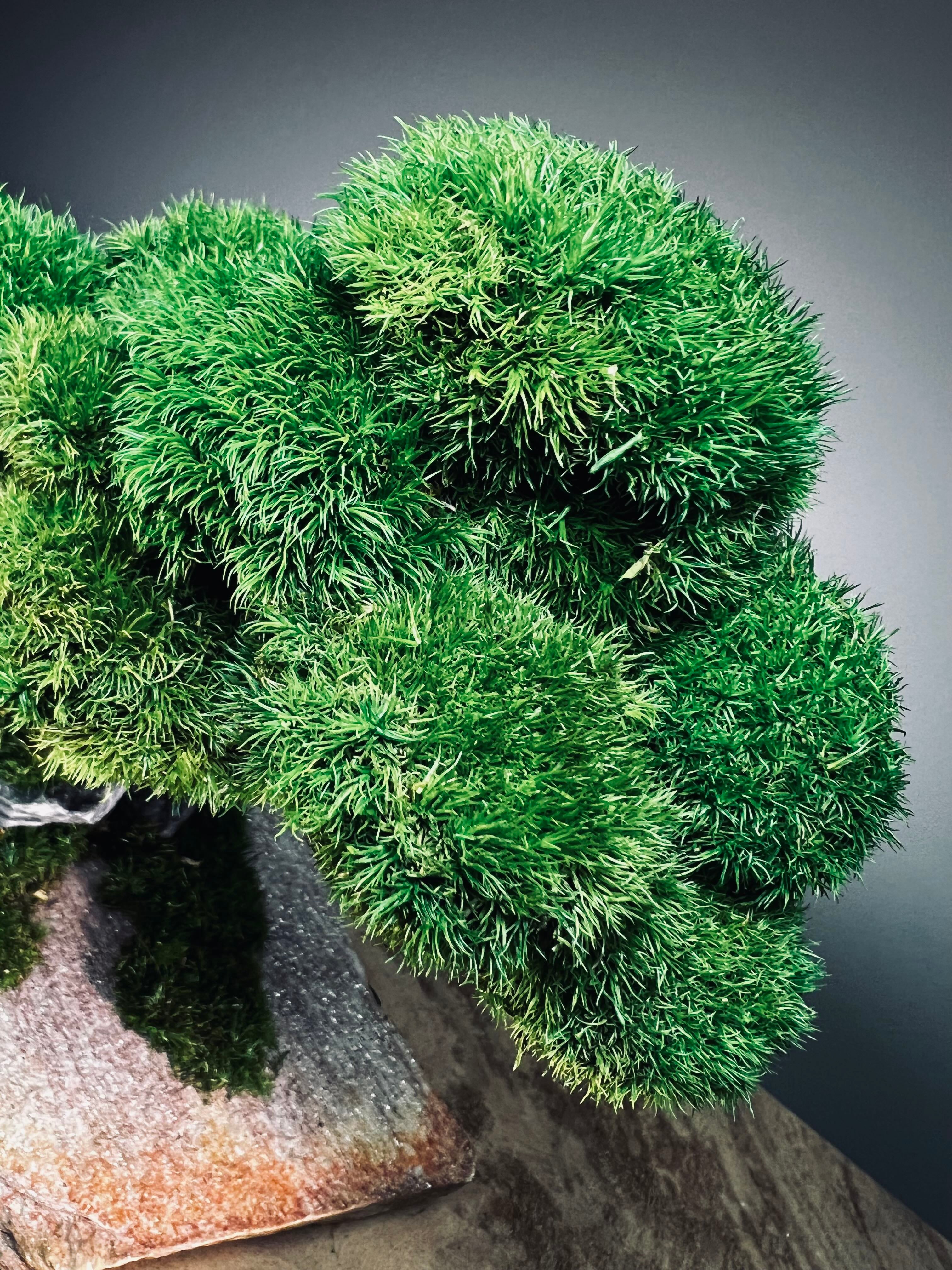 Rise - Stormy Hill edition (Preserved Plants)