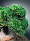 Rise - Stormy Hill edition (Preserved Plants)