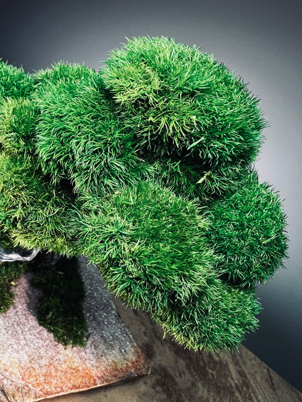 Rise - Stormy Hill edition (Preserved Plants)