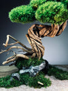 Rise - Stormy Hill edition (Preserved Plants)