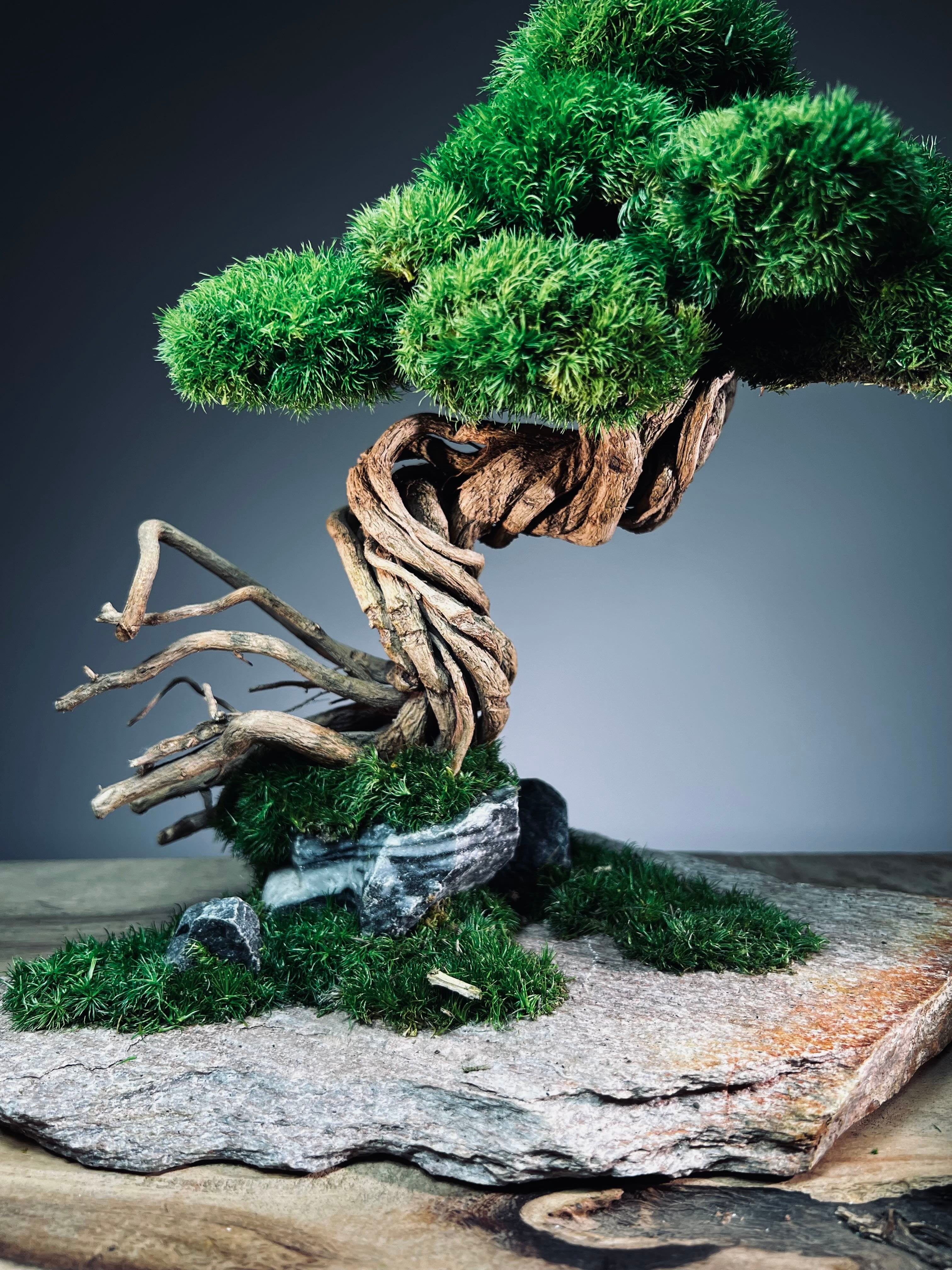 Rise - Stormy Hill edition (Preserved Plants)