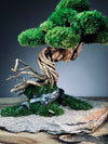 Rise - Stormy Hill edition (Preserved Plants)