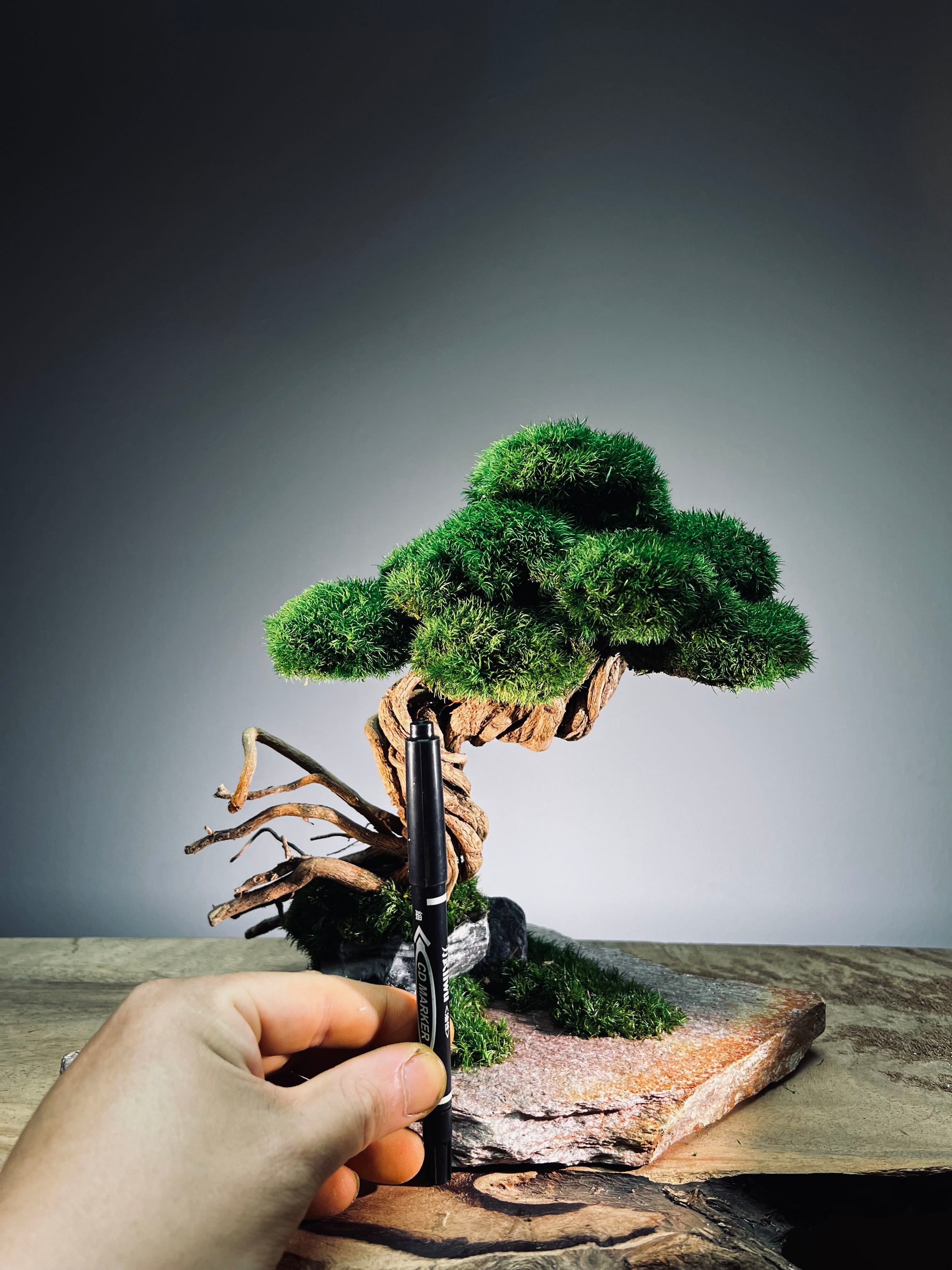 Rise - Stormy Hill edition (Preserved Plants)