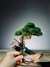 Rise - Stormy Hill edition (Preserved Plants)