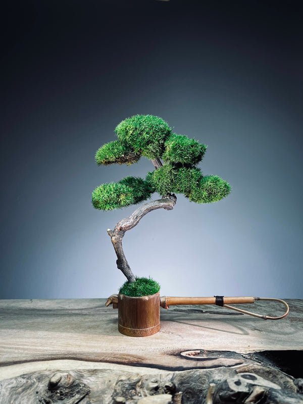 Teaman's Grace (Preserved Plants)