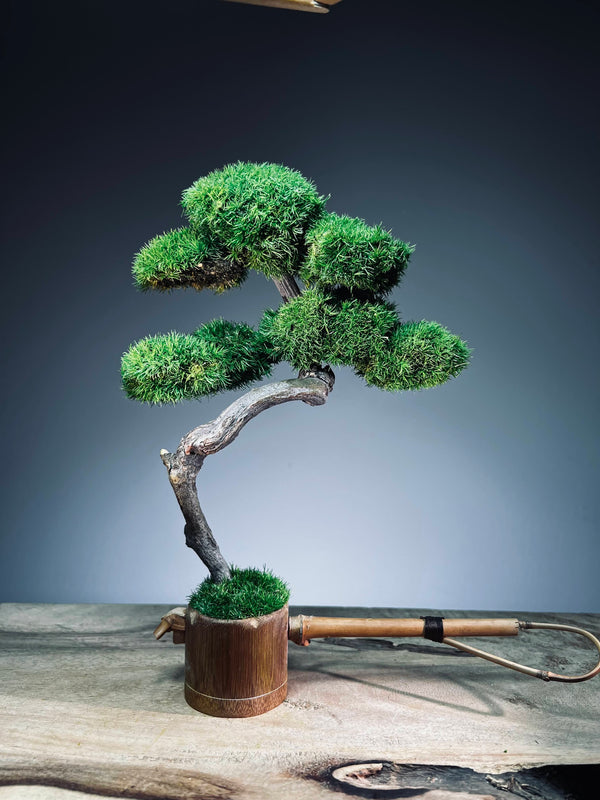 Teaman's Grace (Preserved Plants)