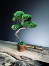 Teaman's Grace (Preserved Plants)