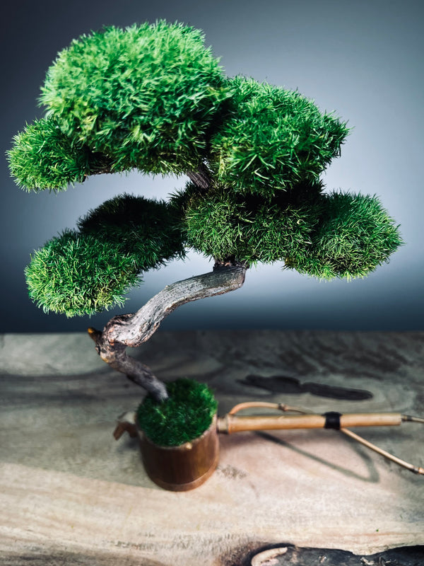 Teaman's Grace (Preserved Plants)
