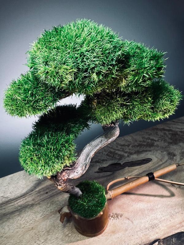 Teaman's Grace (Preserved Plants)