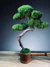 Teaman's Grace (Preserved Plants)