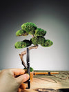 Teaman's Grace (Preserved Plants)