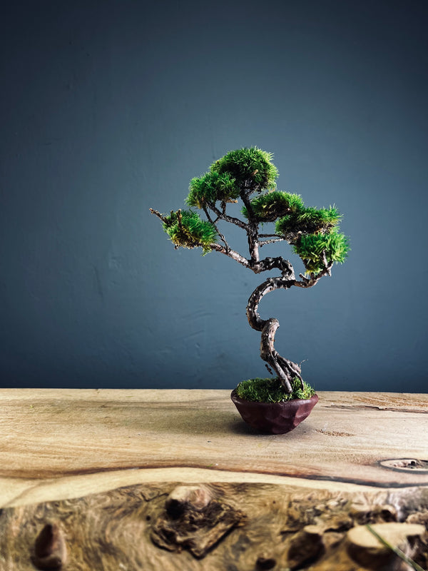 Juniper by the Winding Path - Smaller version (Preserved Plants)
