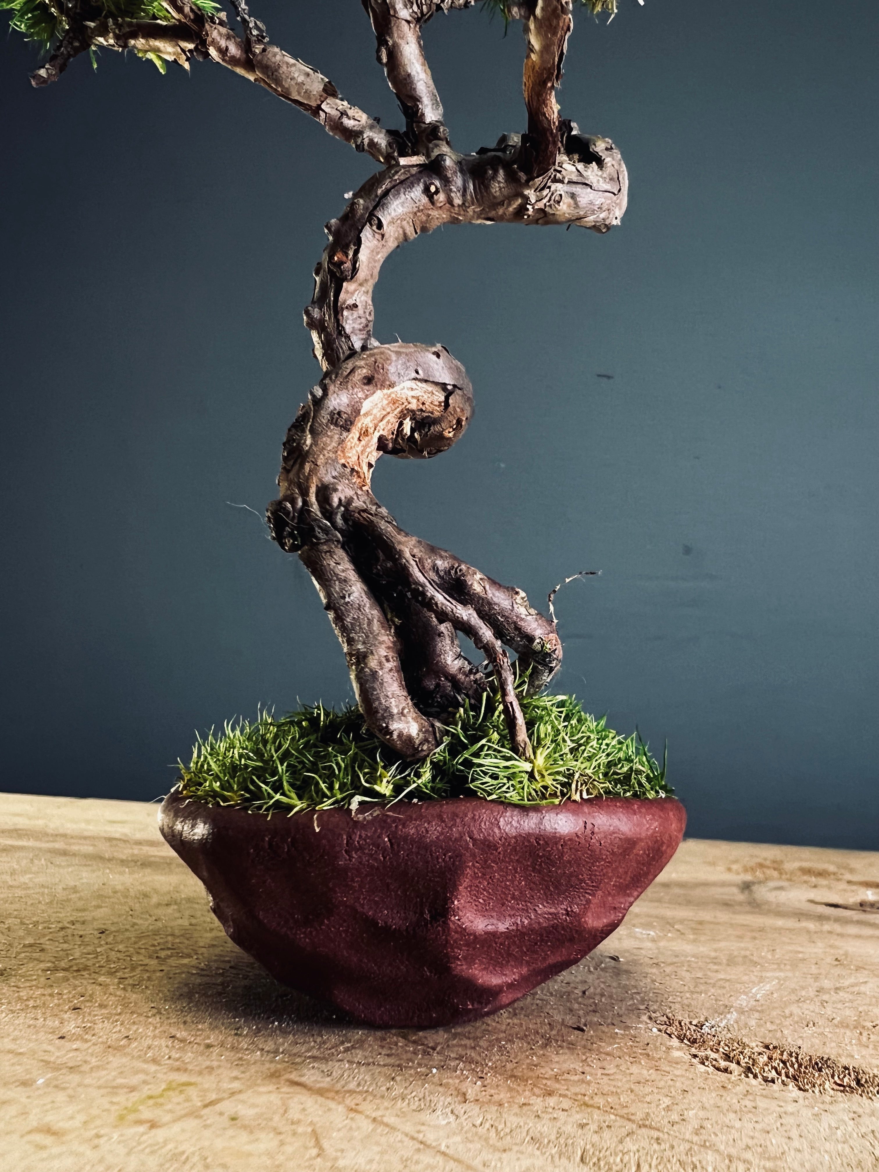 Juniper by the Winding Path - Smaller version (Preserved Plants)