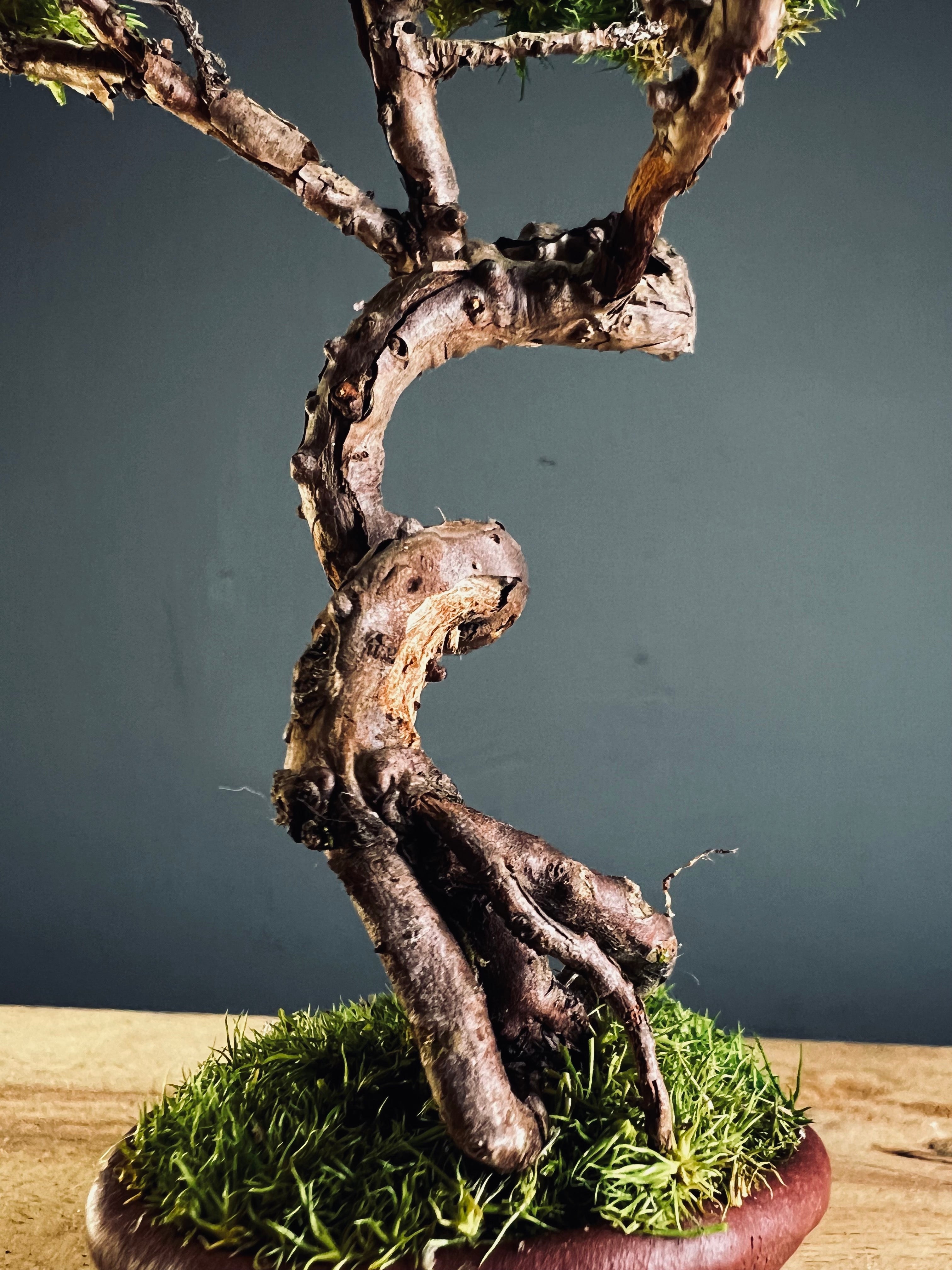 Juniper by the Winding Path - Smaller version (Preserved Plants)