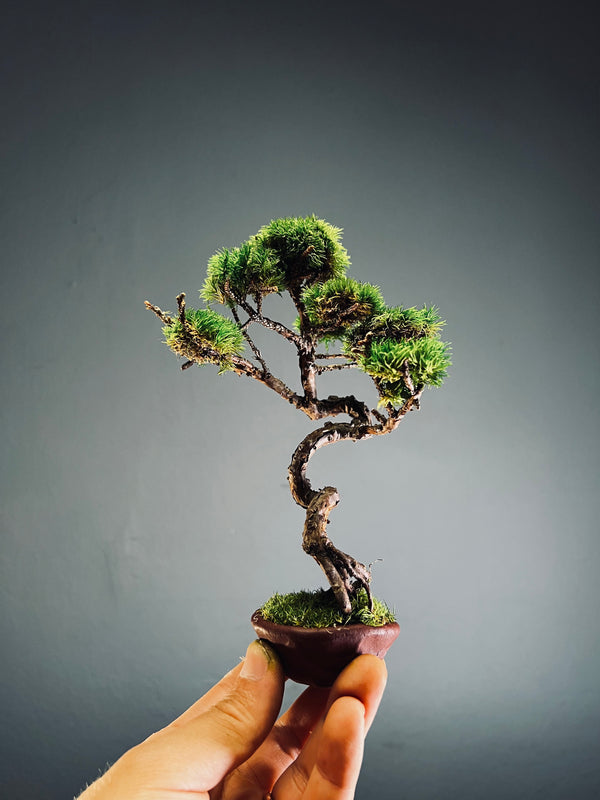 Juniper by the Winding Path - Smaller version (Preserved Plants)