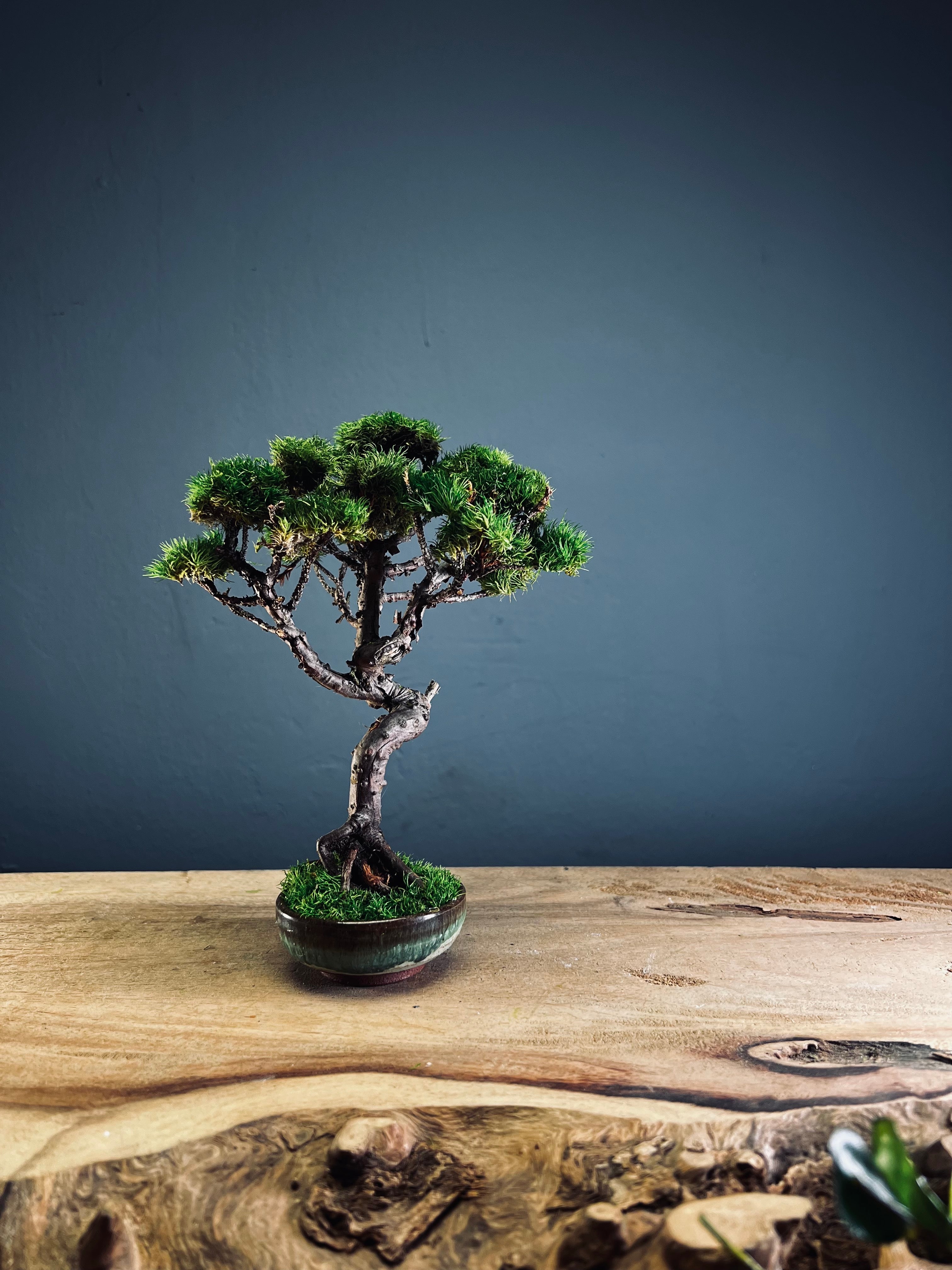 Juniper by the Winding Path (Preserved Plants)