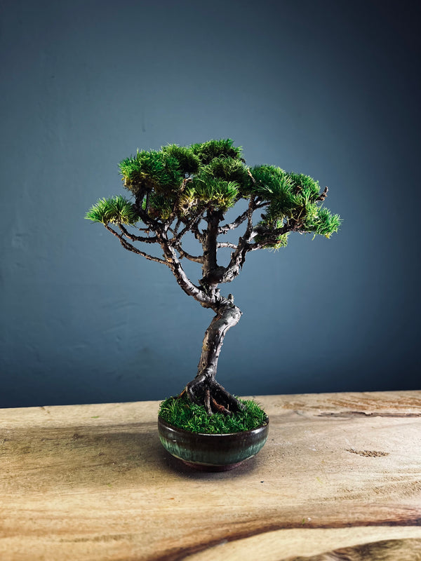 Juniper by the Winding Path (Preserved Plants)