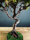 Juniper by the Winding Path (Preserved Plants)