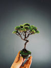 Juniper by the Winding Path (Preserved Plants)