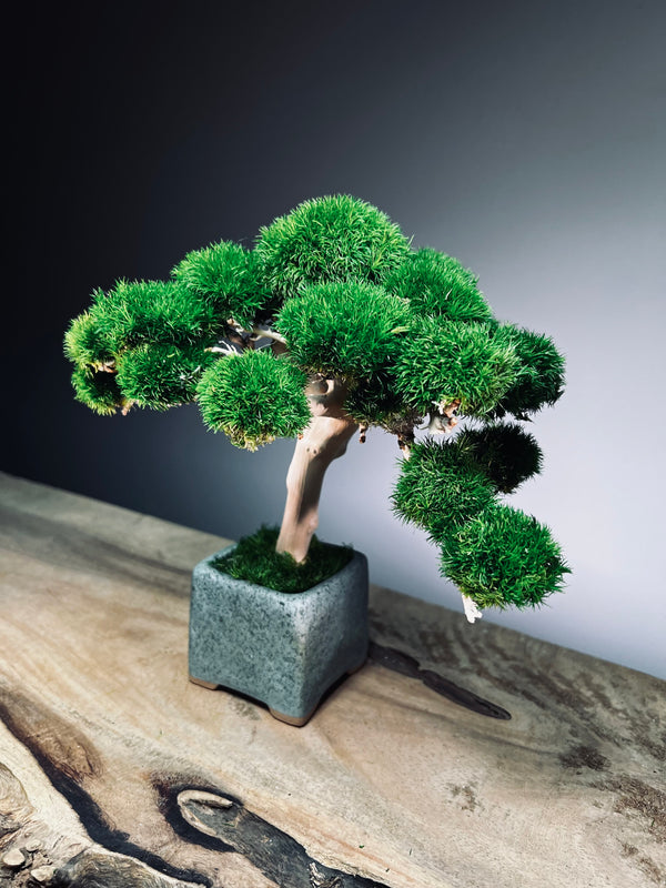 Jade (Preserved Plants)