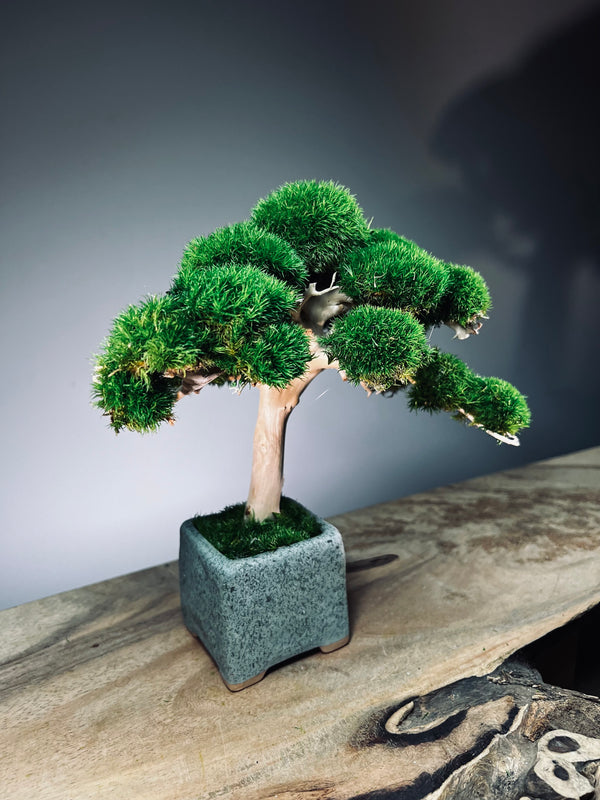 Jade (Preserved Plants)