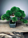 Jade (Preserved Plants)