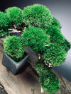 Jade (Preserved Plants)