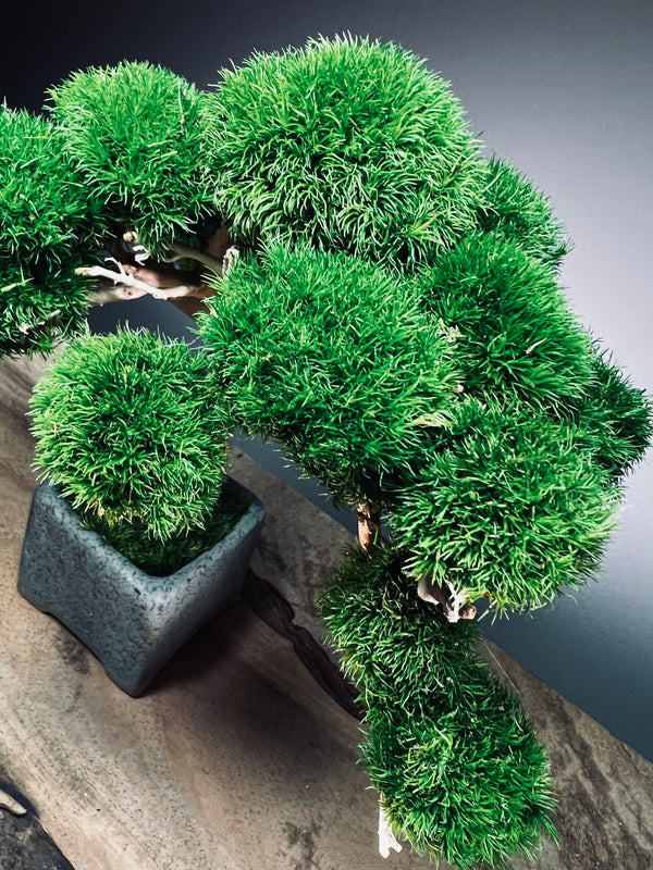 Jade (Preserved Plants)