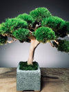Jade (Preserved Plants)