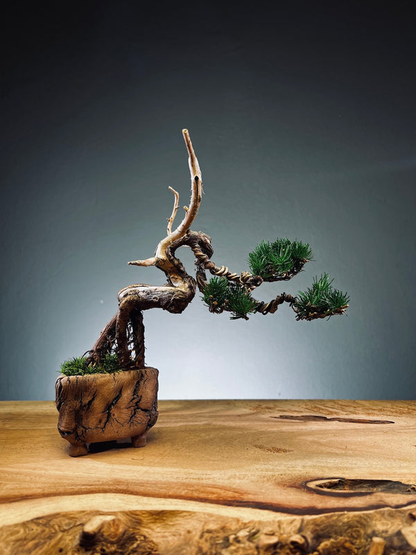 Juniper by the Winding Path - Wings (Preserved Plants)